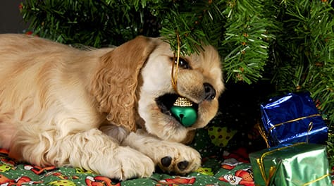 dog eating decoration