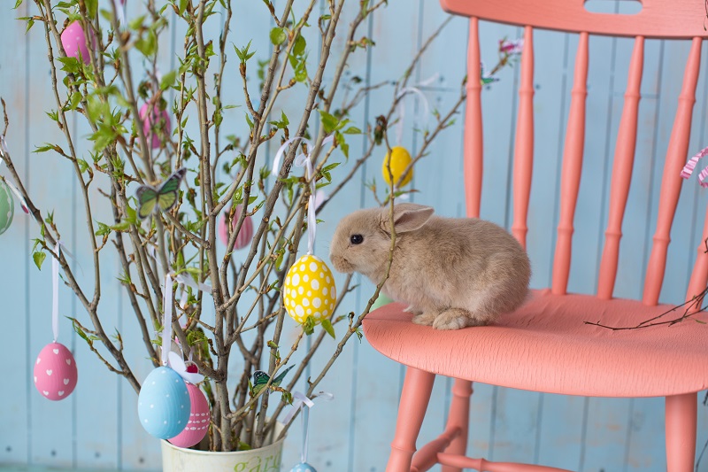 Cute rabbit sat on pink chair next to Easter tree with eggs hung in branches