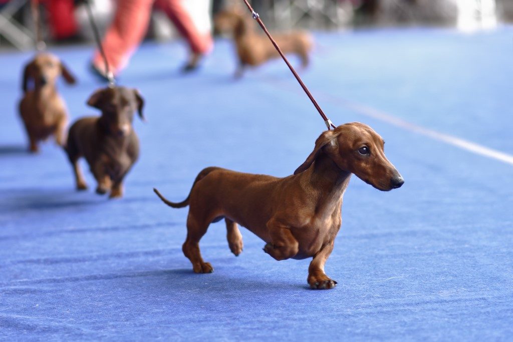  Photograph of brown dog and Crufts event