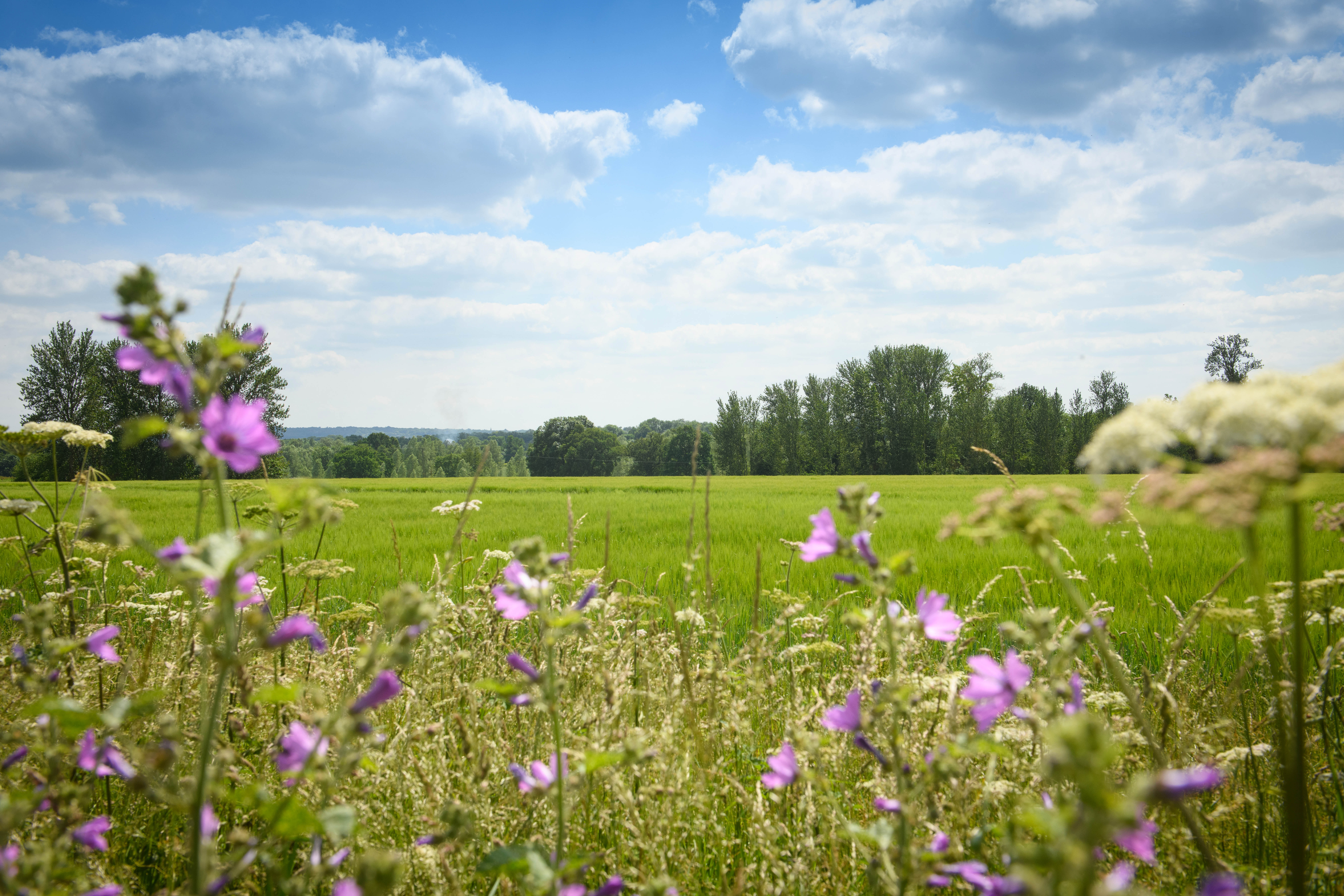 Hatfield Peverel Local Area