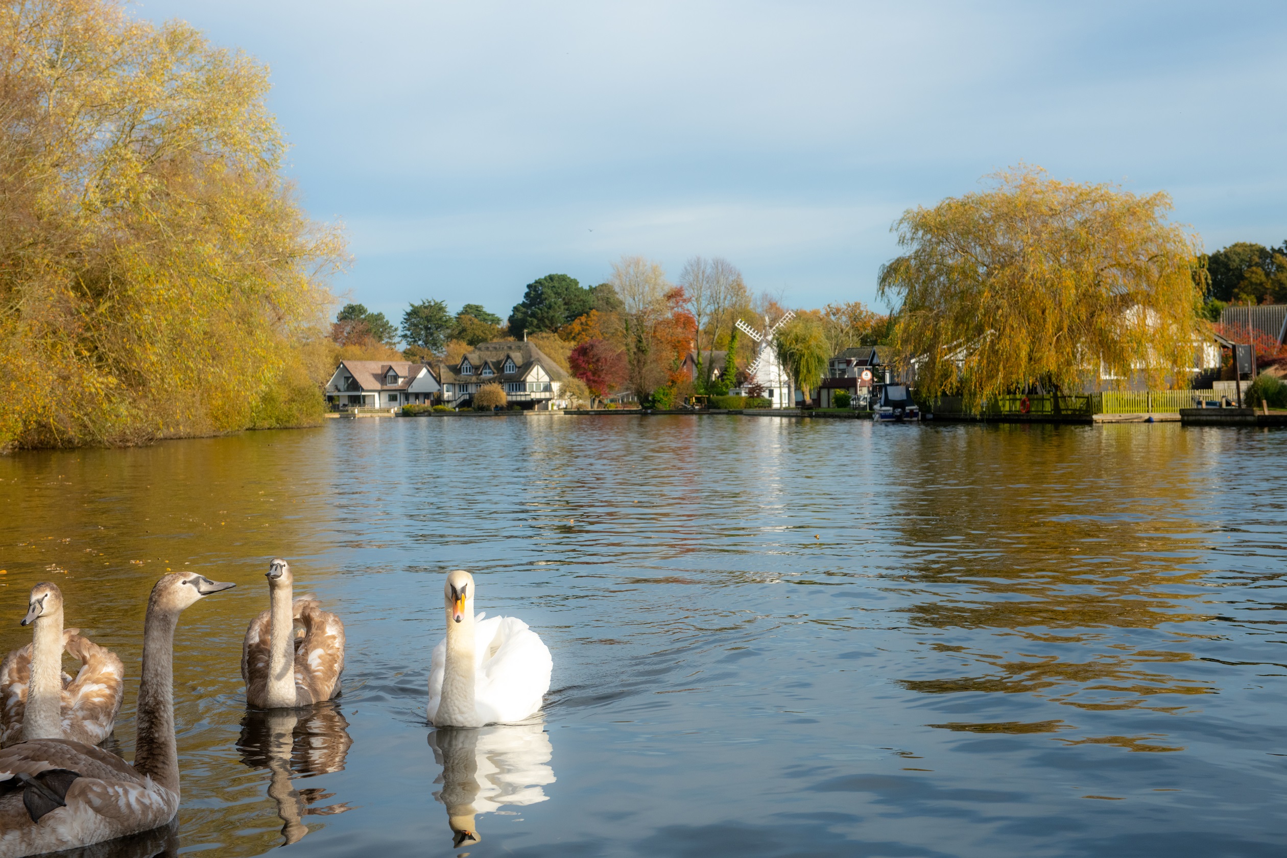 Duck River Autumn Woodland Heath Norwich