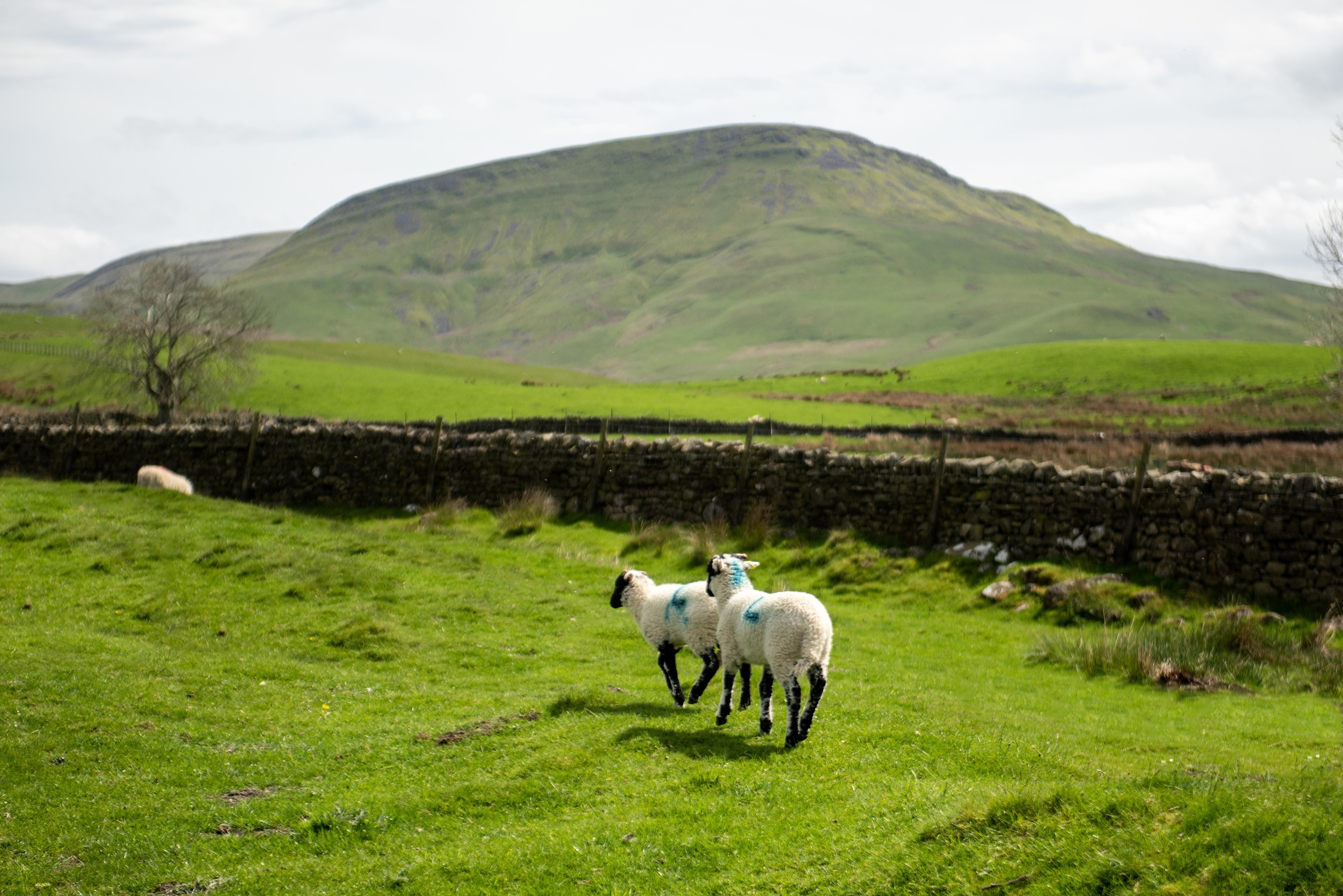 Local countryside in Appleby 