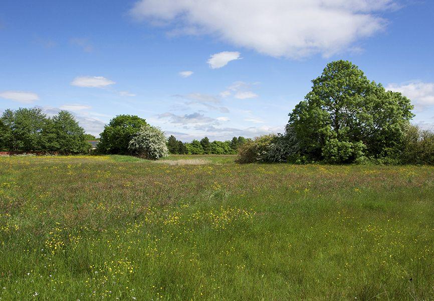 Cottam Meadow open space