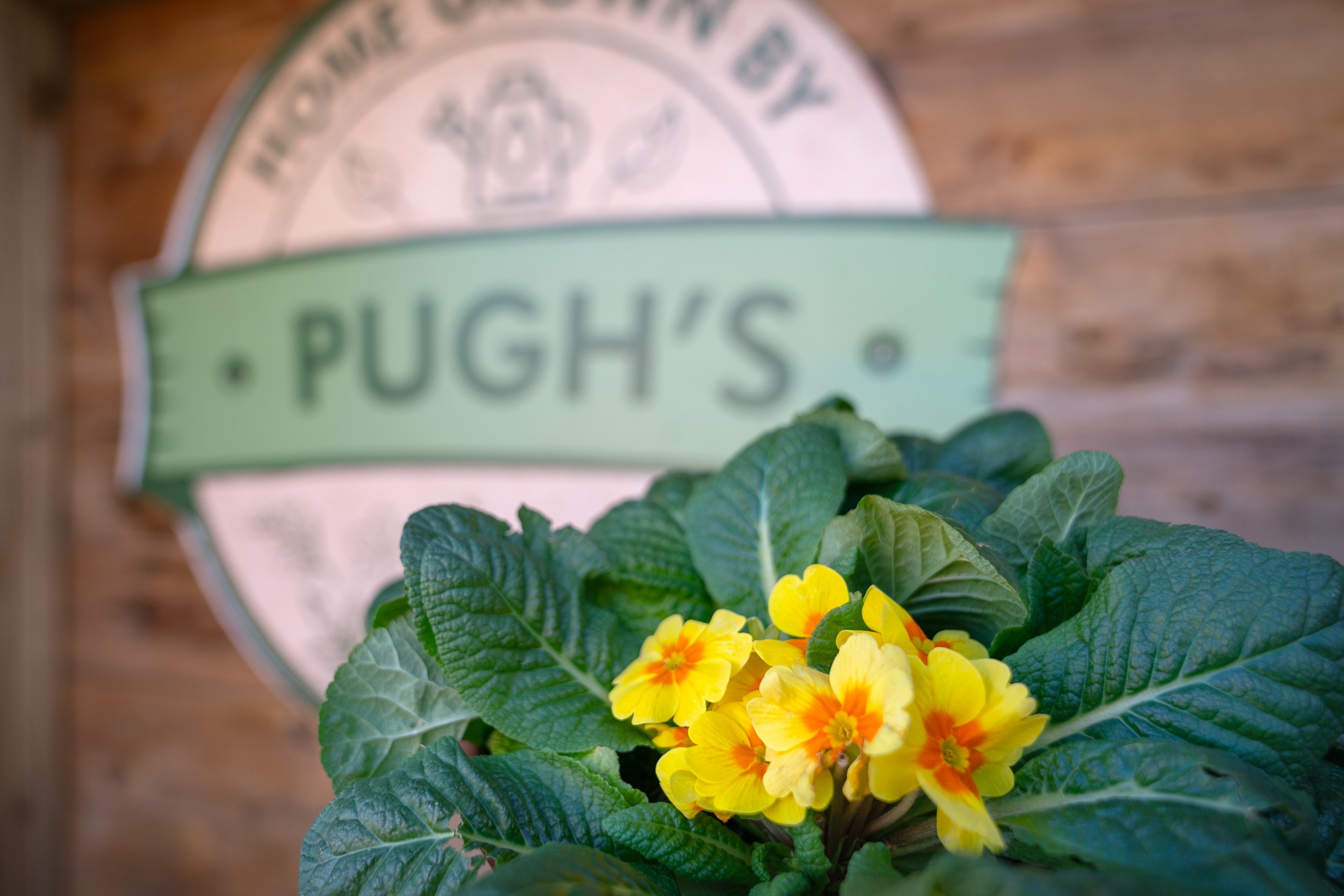 Pugh's garden centre Radyr local area