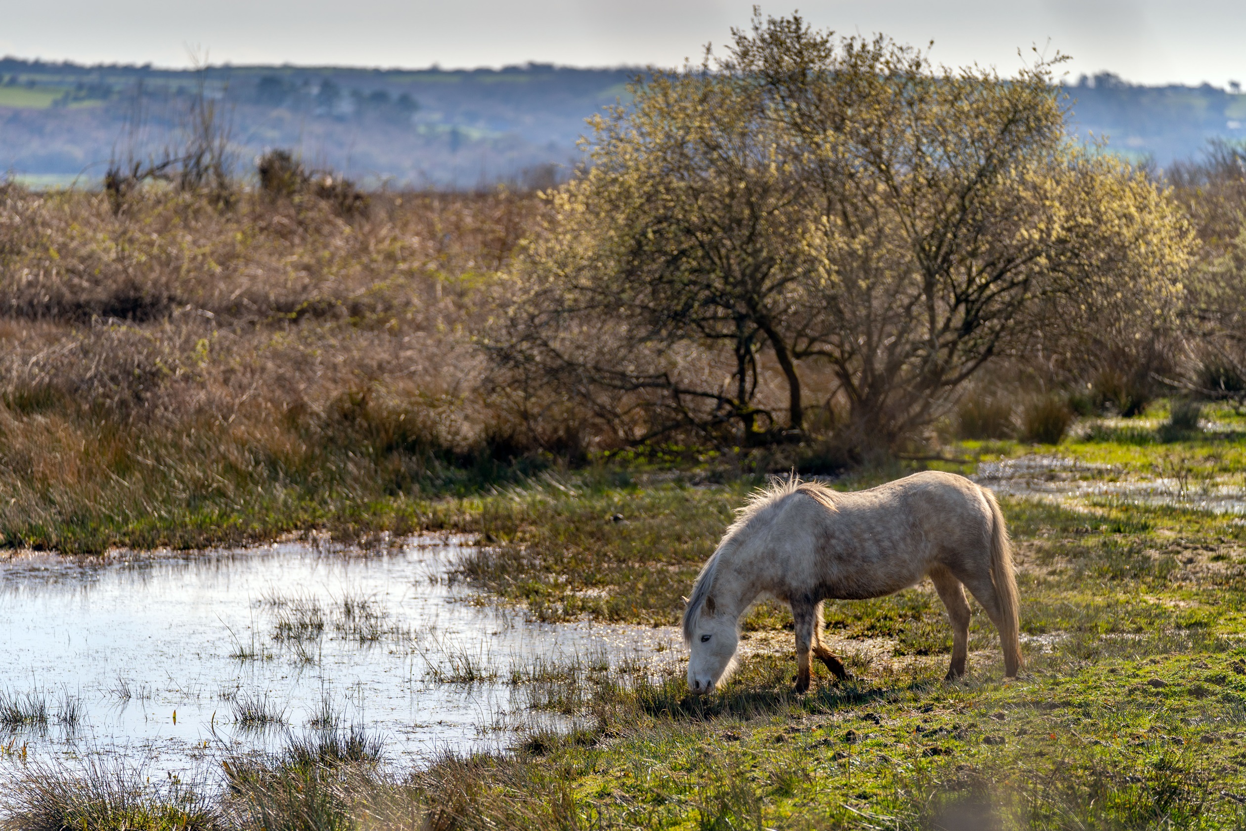 Llanelli Wetland Centre in Llanelli