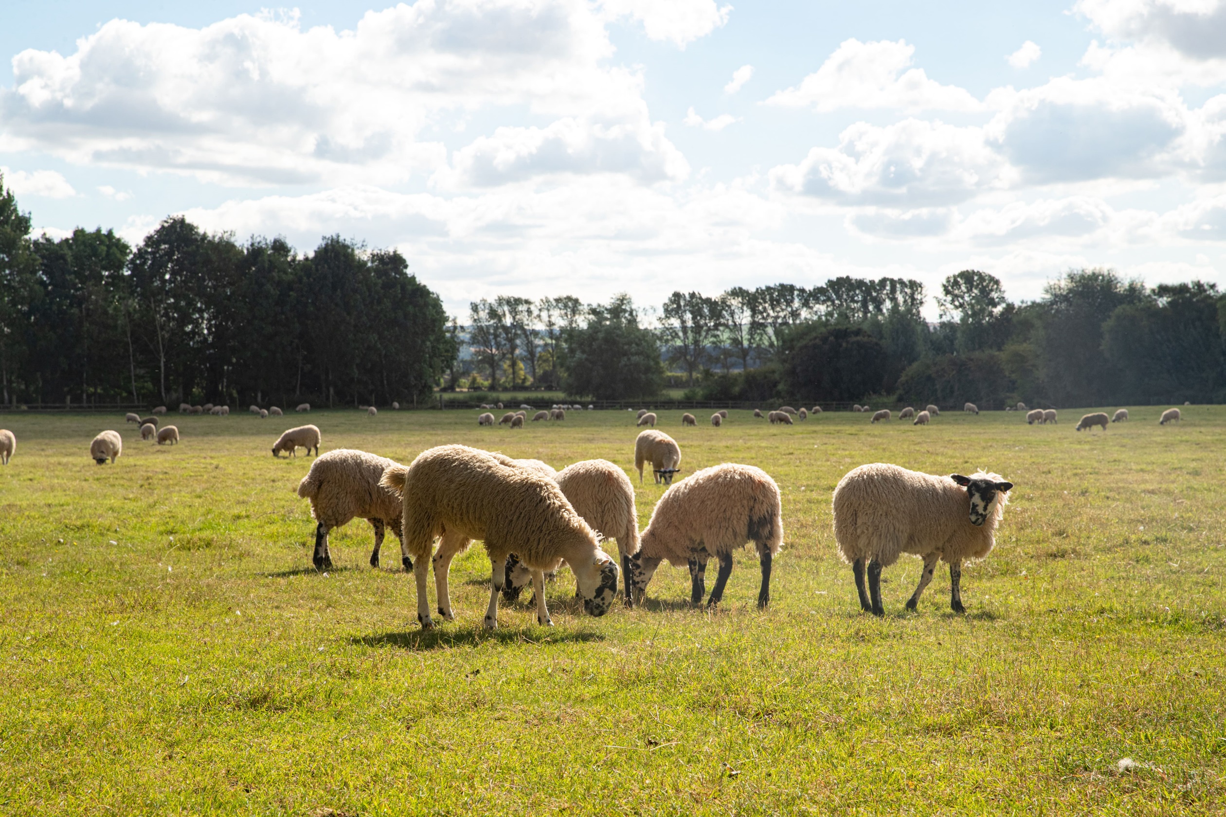 Local area sheep river meadow