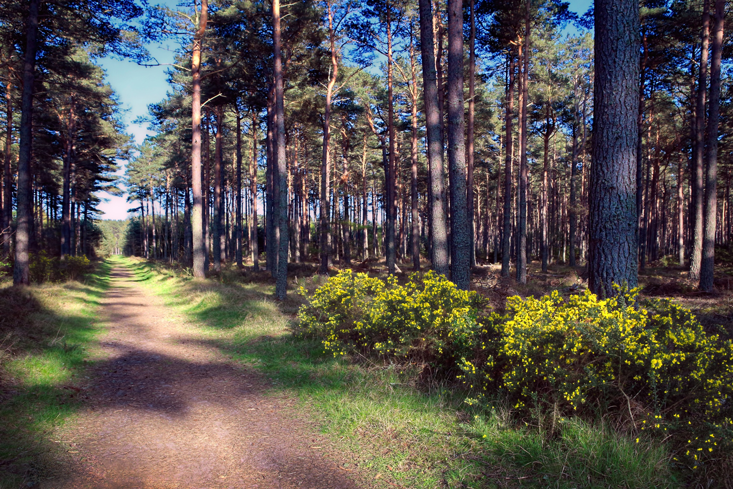Local area woodland walk