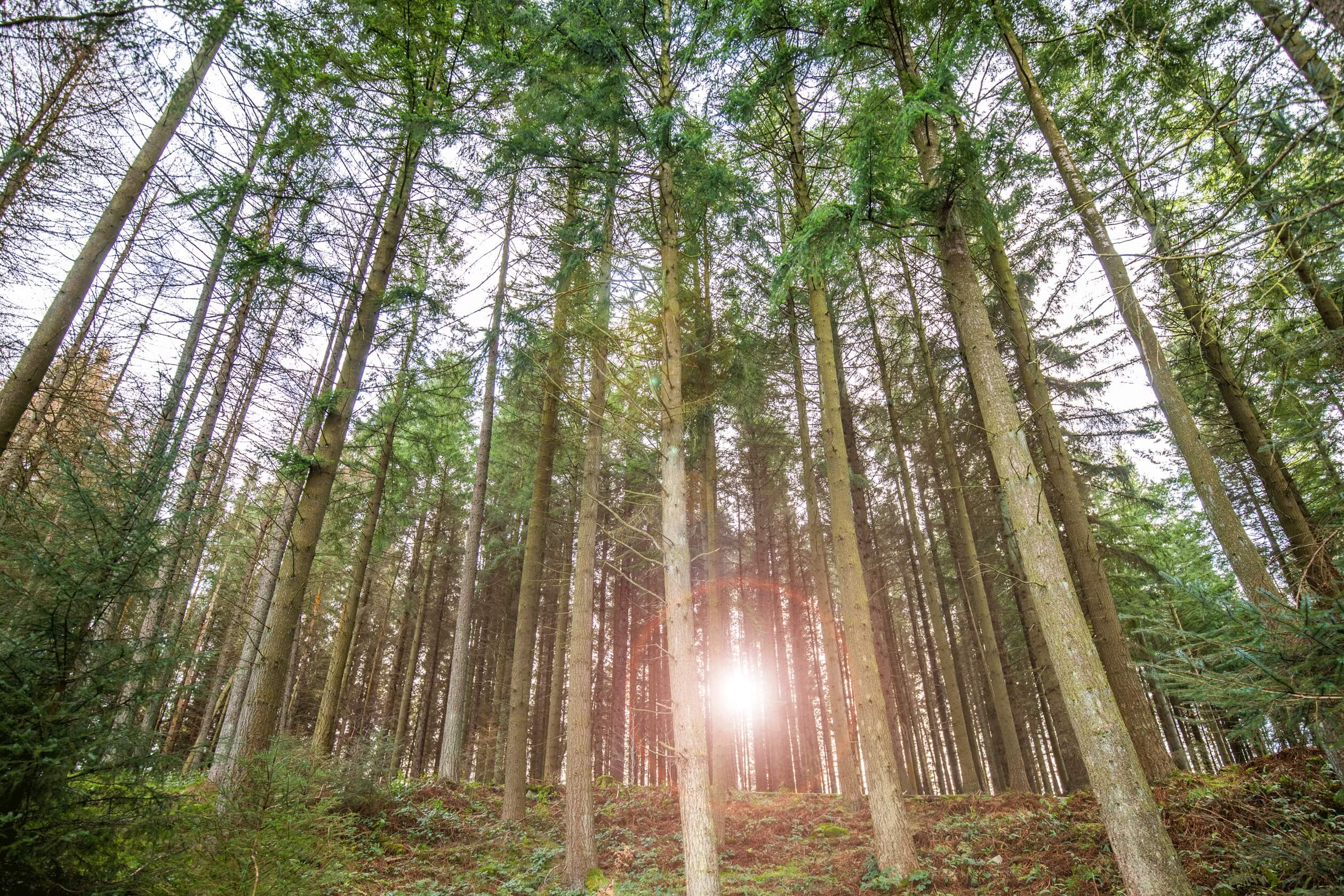 Surrounding local woodland area to Bucksburn 