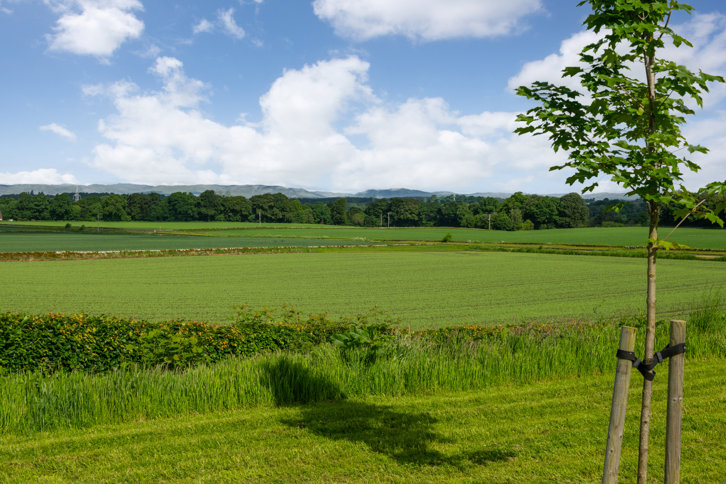 Barratt @ Almond Valley