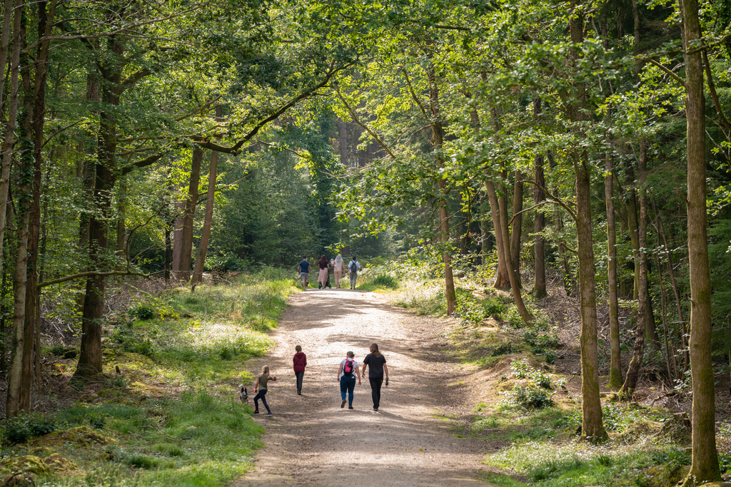 external shot of forest of bere