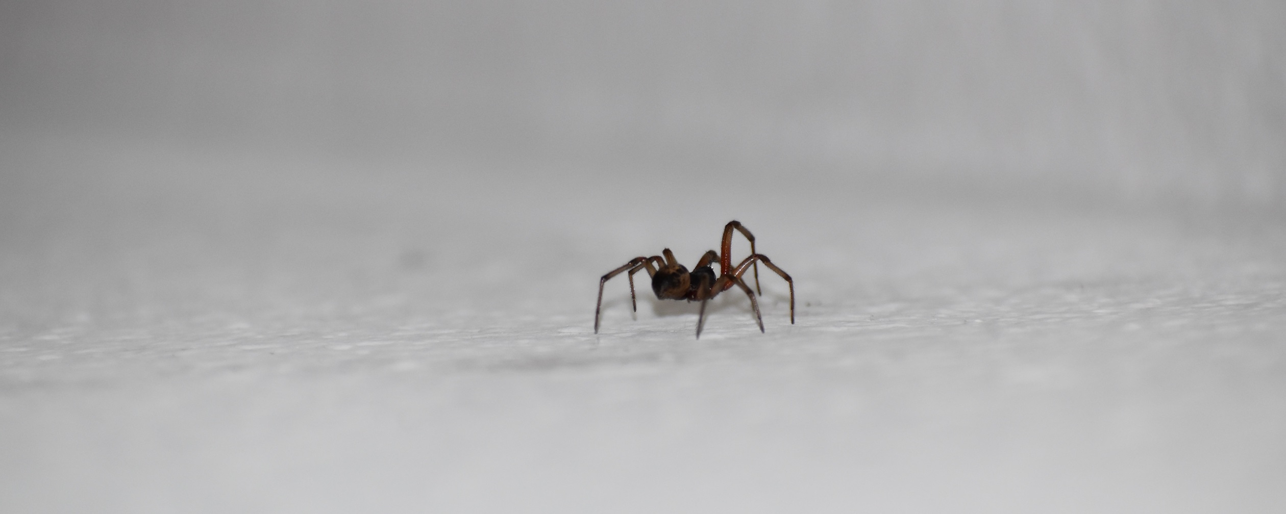 4 reason to keep spiders in your home