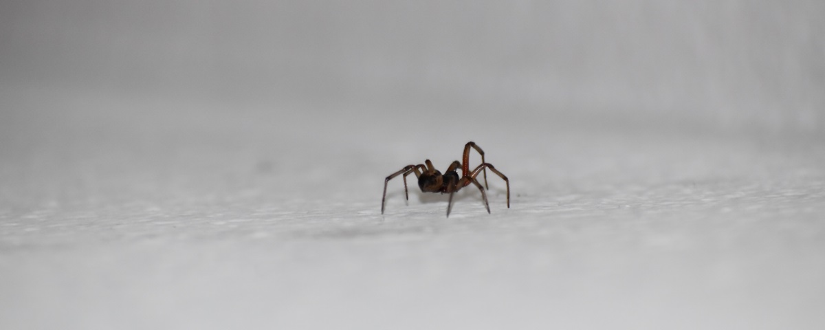 4 reason to keep spiders in your home