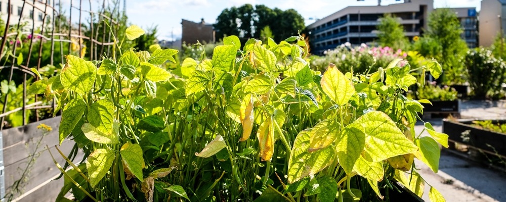 Rooftop Allotment