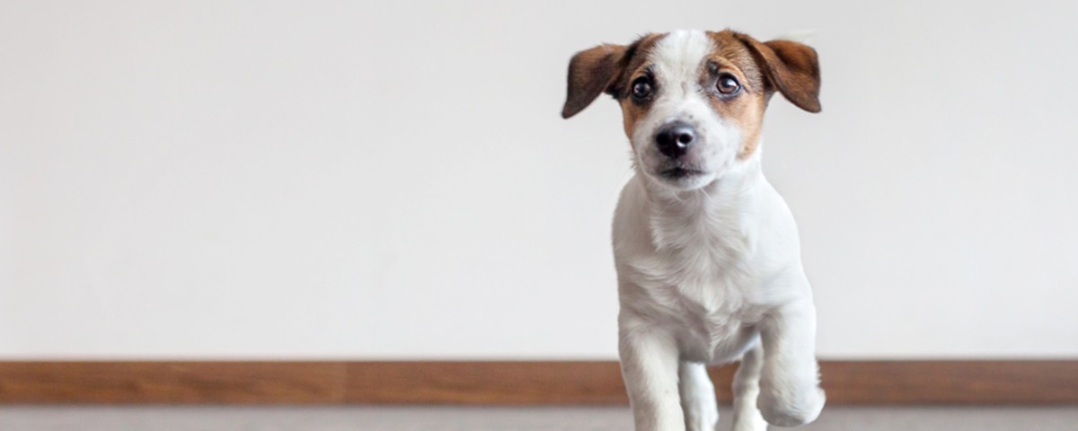Moving with a dog