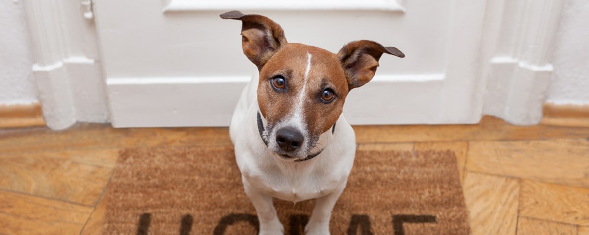 Preparing your house for a pet