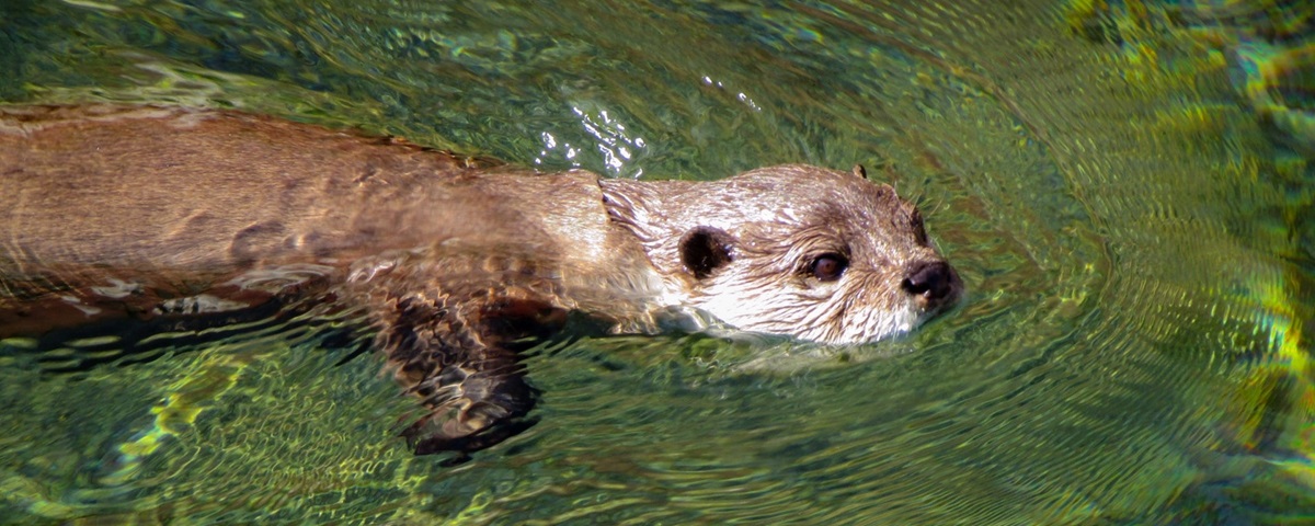 Otter at Birmingham's Wildlife Conservation Park