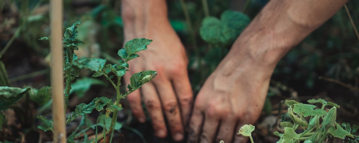 Planting in Garden