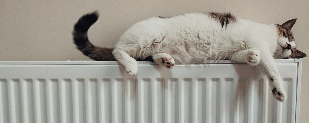 Heating cat