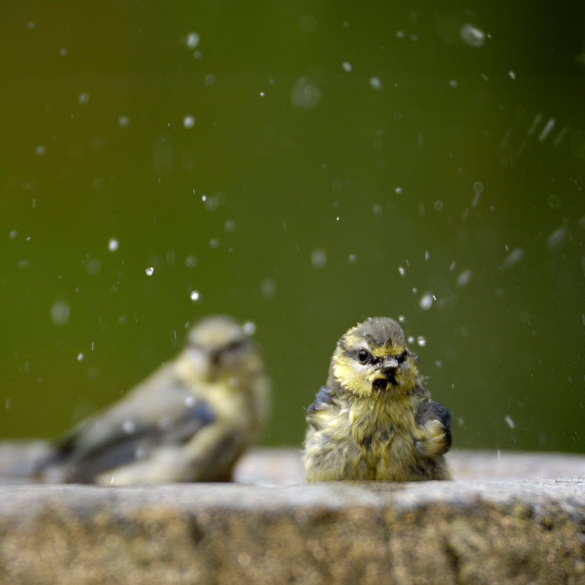 Giving nature a home