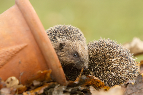 RSPB hedgehogs