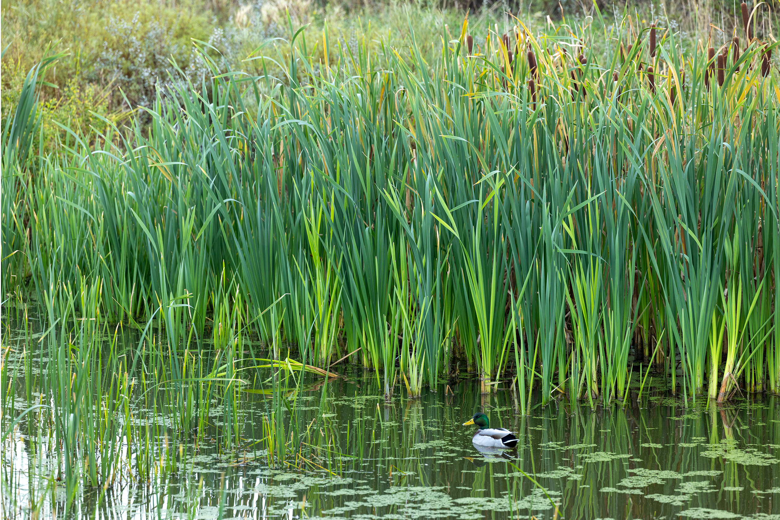 Springfield Village - Pond 2 