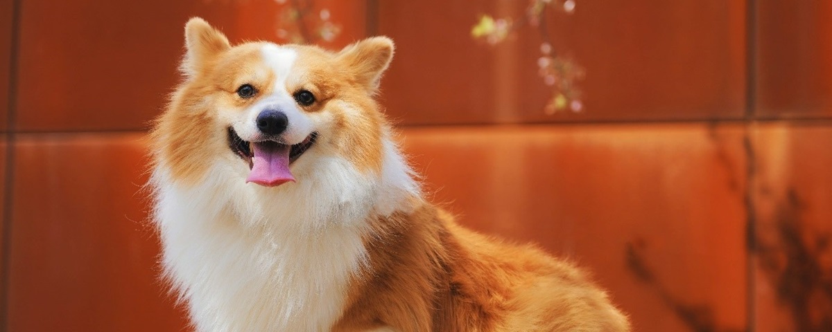 Dog cafes in London