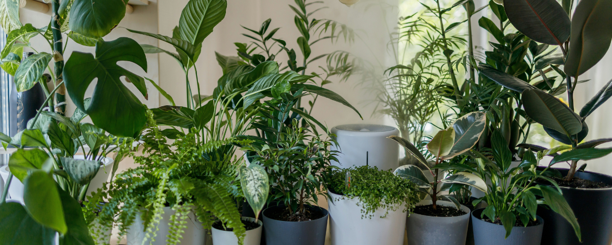 Potted plants in an apartment. 