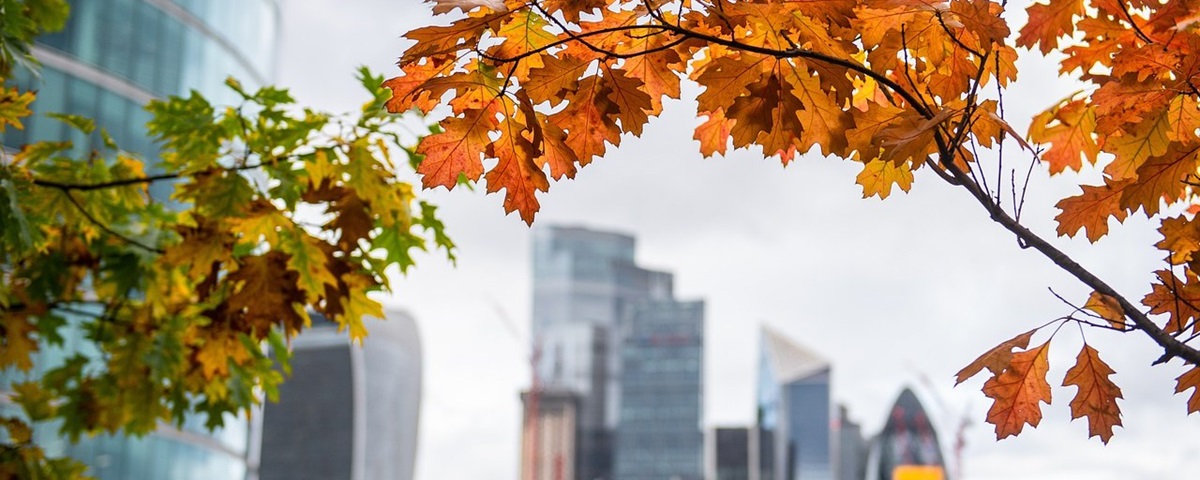 Image of changing leaves over London skyline